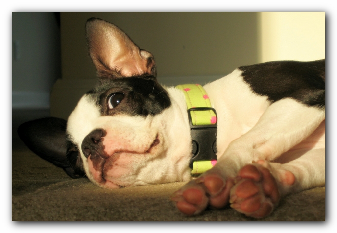 Miley the Boston Terrier Puppy