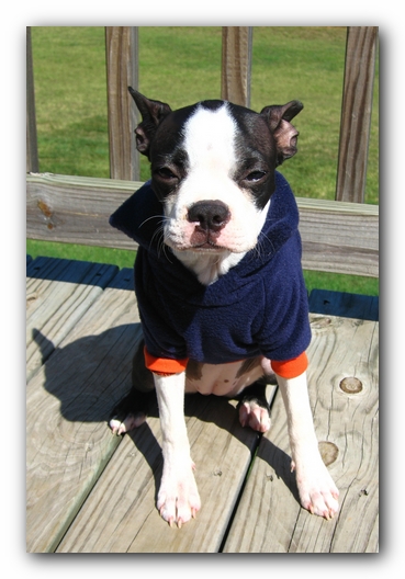 Miley the Boston Terrier Puppy