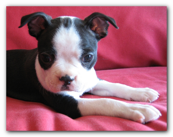 Miley the Boston Terrier Puppy