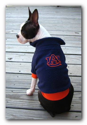 Miley the Boston Terrier Puppy