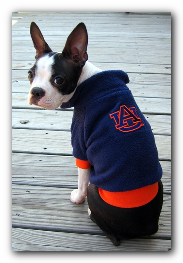 Miley the Boston Terrier Puppy