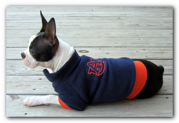 Miley the Boston Terrier Puppy