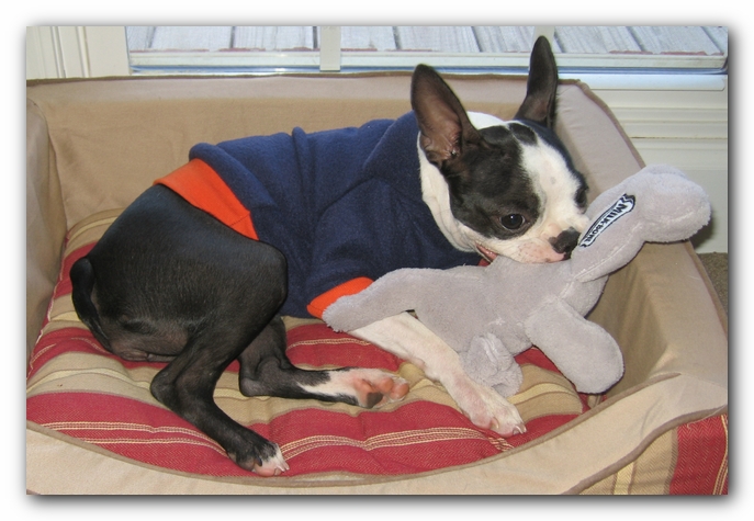 Miley the Boston Terrier Puppy