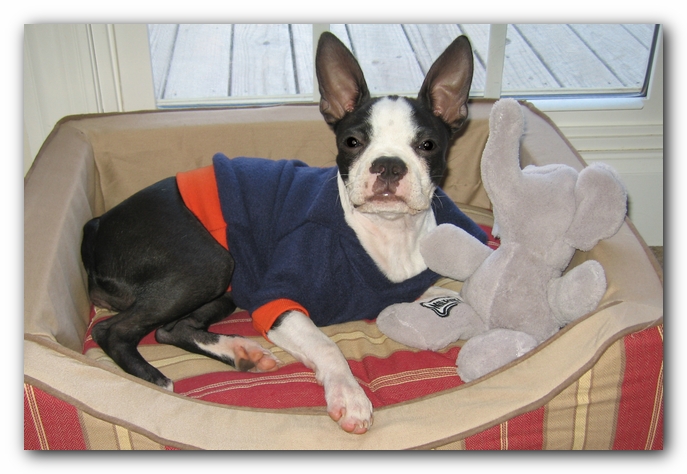Miley the Boston Terrier Puppy