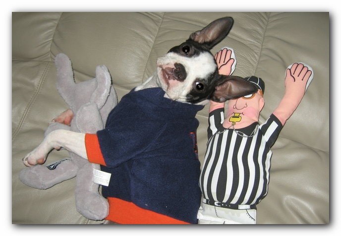 Miley the Boston Terrier Puppy