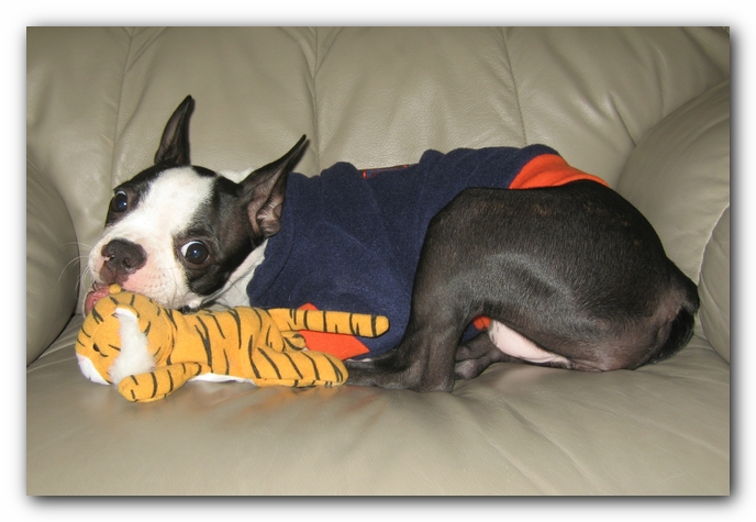 Miley the Boston Terrier Puppy