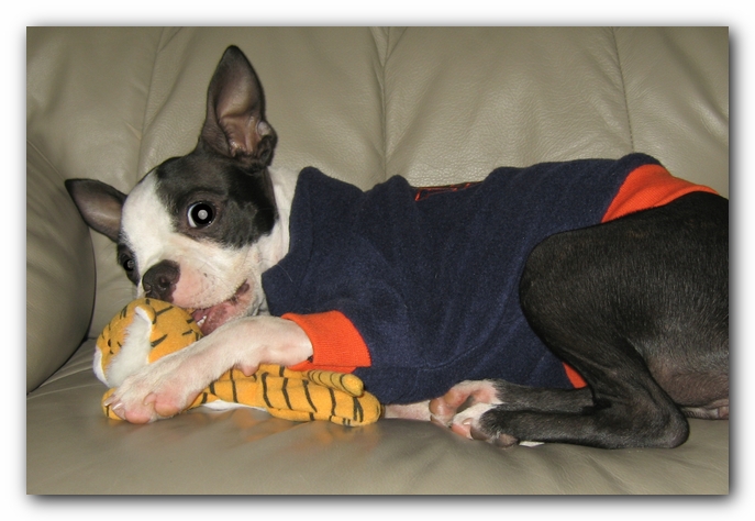 Miley the Boston Terrier Puppy