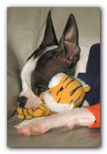 Miley the Boston Terrier Puppy