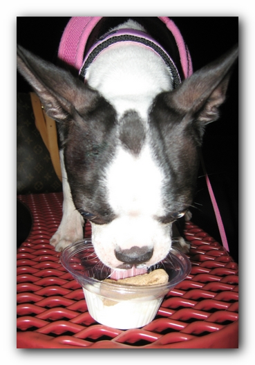 Miley the Boston Terrier Puppy