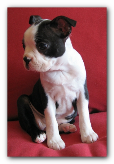 Miley the Boston Terrier Puppy