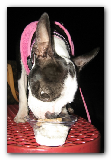 Miley the Boston Terrier Puppy
