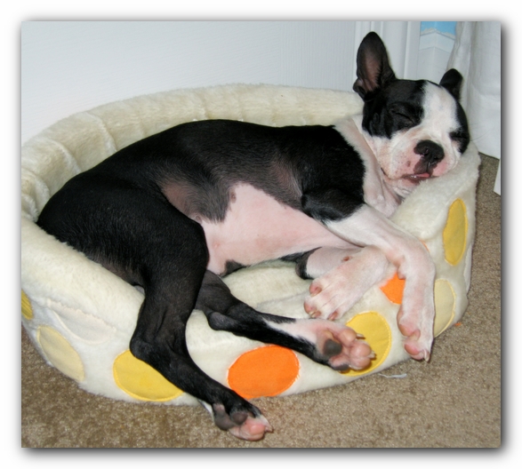Miley the Boston Terrier Puppy