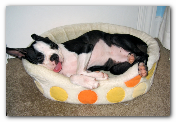 Miley the Boston Terrier Puppy