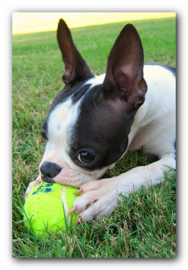 Miley the Boston Terrier Puppy