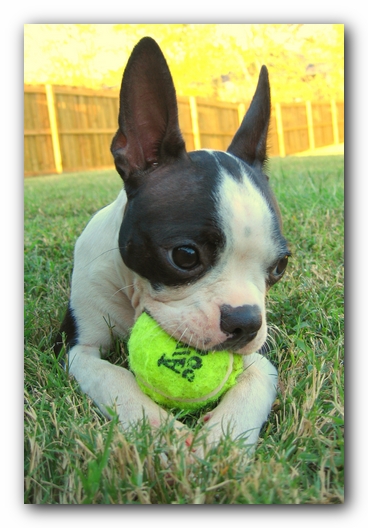Miley the Boston Terrier Puppy