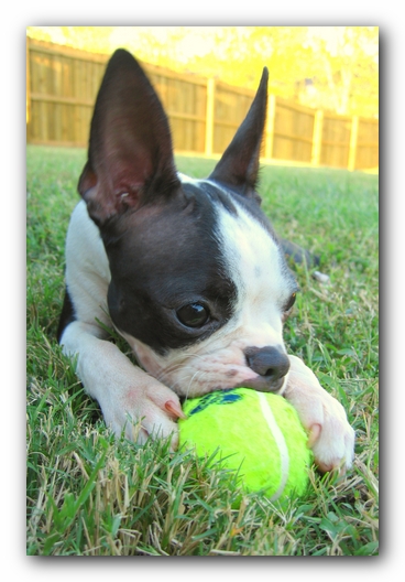 Miley the Boston Terrier Puppy
