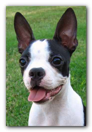 Miley the Boston Terrier Puppy