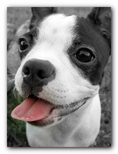 Miley the Boston Terrier Puppy
