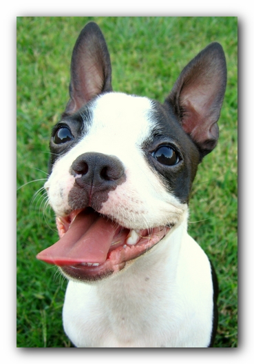 Miley the Boston Terrier Puppy