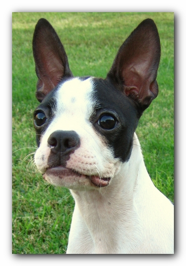 Miley the Boston Terrier Puppy