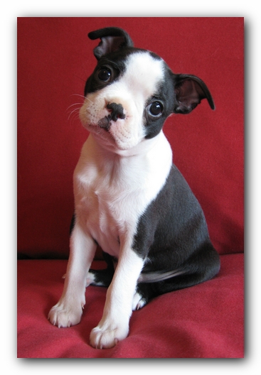 Miley the Boston Terrier Puppy
