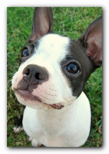 Miley the Boston Terrier Puppy