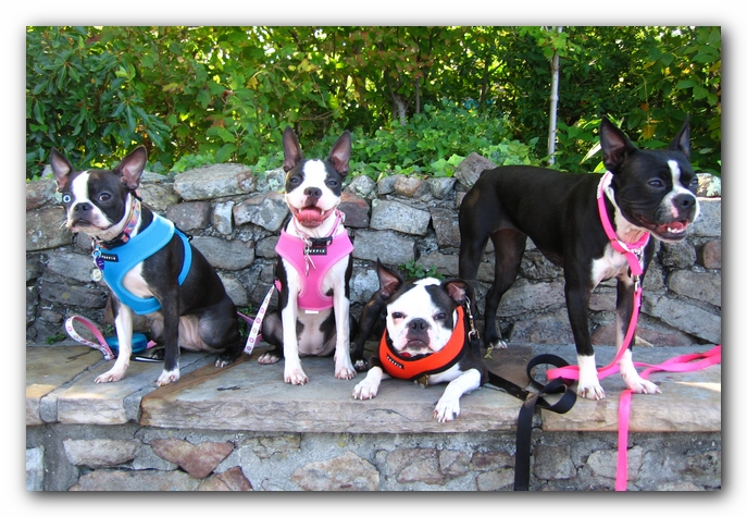 Lucy, Miley, Gooch and Sophie