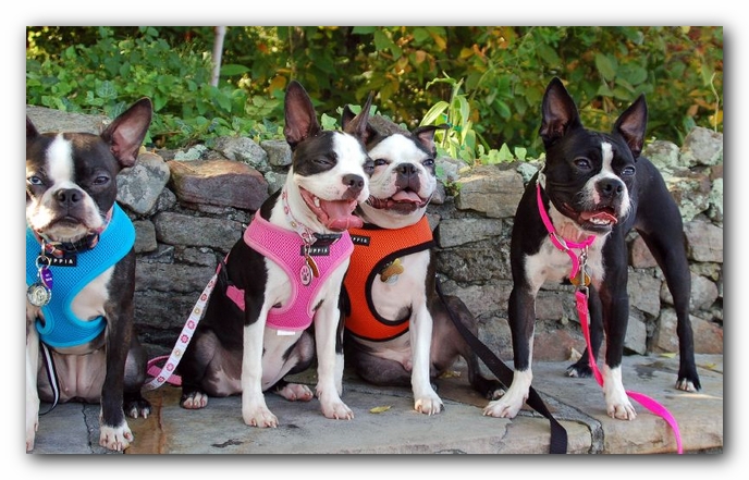 Lucy, Miley, Gooch and Sophie<br>Photo by Kelly