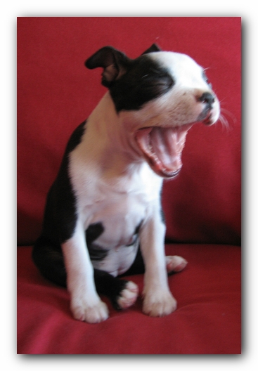 Miley the Boston Terrier Puppy