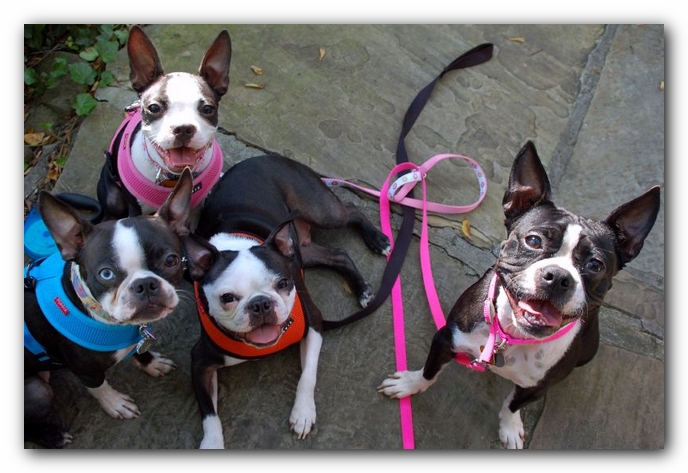 Lucy, Miley, Gooch and Sophie<br>Photo by Kelly