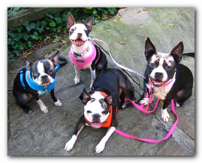 Lucy, Miley, Gooch and Sophie