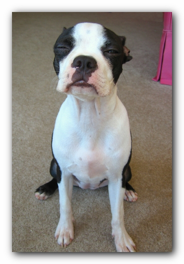 Miley the Boston Terrier Puppy