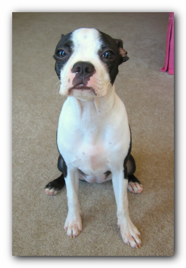 Miley the Boston Terrier Puppy