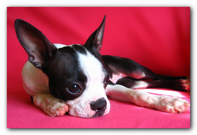 Miley the Boston Terrier Puppy