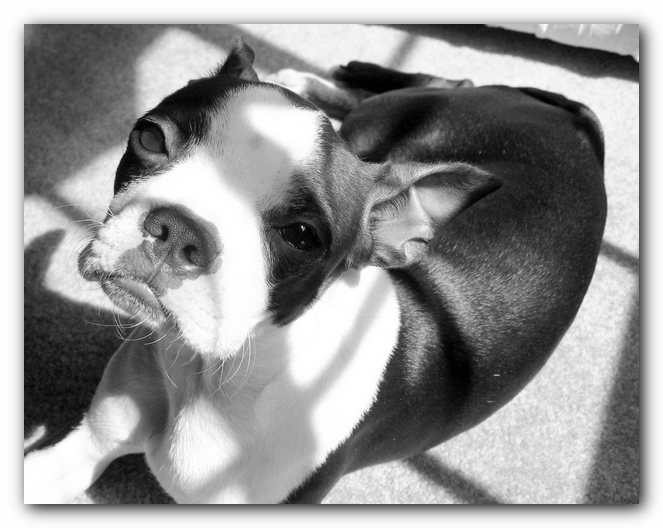 Miley the Boston Terrier Puppy