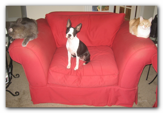 Missy, Miley and Hobbes