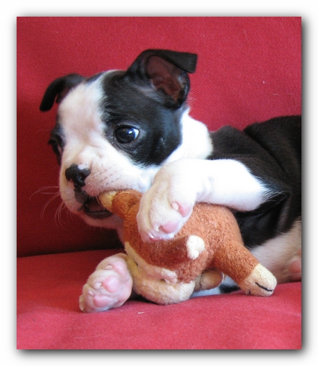 Miley the Boston Terrier Puppy