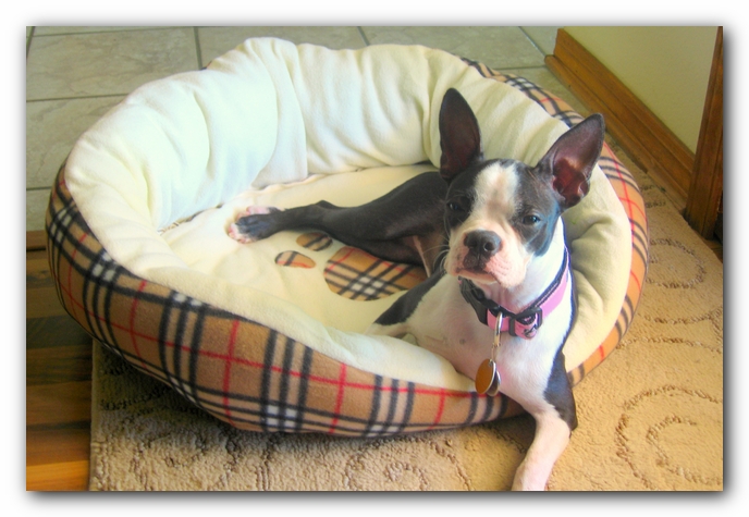 Miley the Boston Terrier Puppy