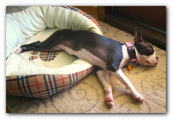 Miley the Boston Terrier Puppy