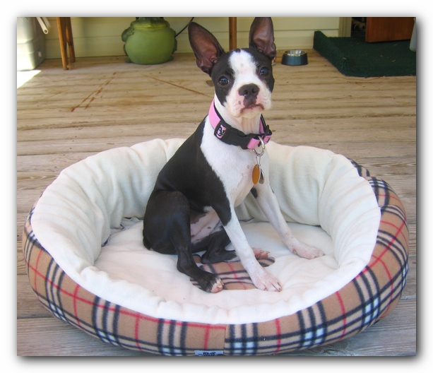 Miley the Boston Terrier Puppy