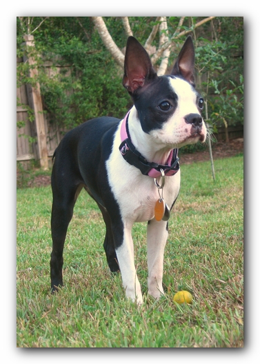 Miley the Boston Terrier Puppy