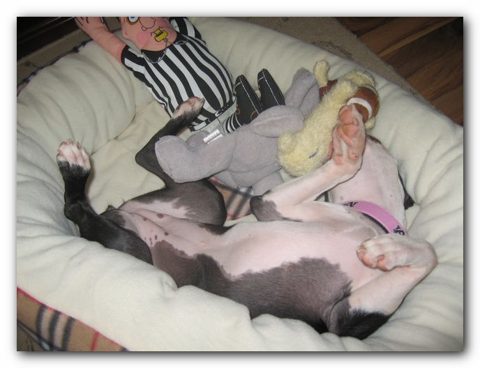 Miley the Boston Terrier Puppy