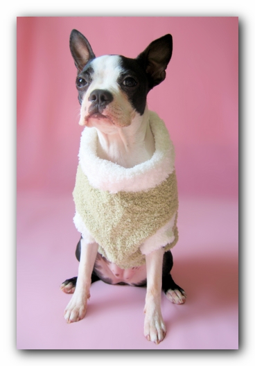 Miley the Boston Terrier Puppy