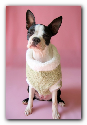 Miley the Boston Terrier Puppy