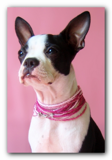 Miley the Boston Terrier Puppy