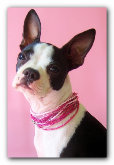 Miley the Boston Terrier Puppy