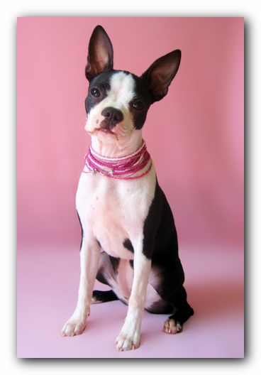 Miley the Boston Terrier Puppy