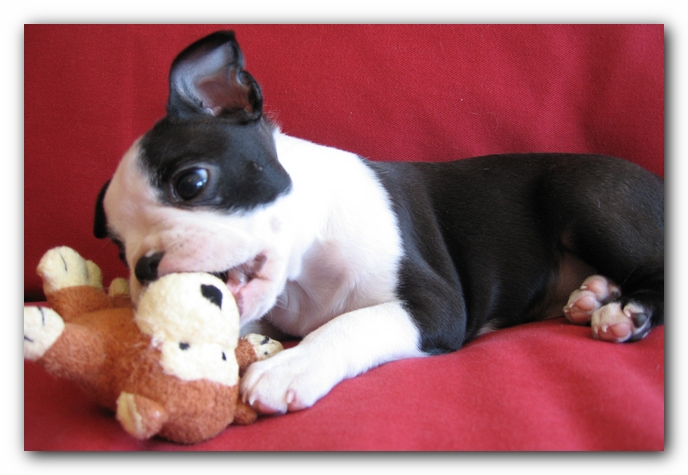 Miley the Boston Terrier Puppy