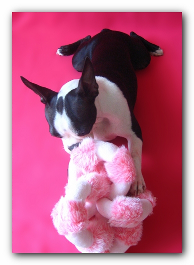 Miley the Boston Terrier Puppy