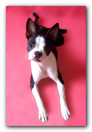 Miley the Boston Terrier Puppy